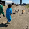 大吉と福の飼い主さんからお便り