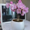 路地裏桜2020～「桜盆栽」