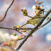 いろいろ撮る！！Part147　「スズメと桜の美しさを捉える：写真撮影のヒント」