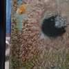 珍しく水草が豊富な金魚水槽