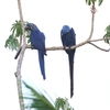 スミレコンゴウインコ(Hyacinth Macaw)