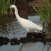 水元公園にて