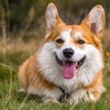 犬のいたずらを減らすために実践したいポジティブ強化のテクニック | 鈴木祐介容疑者ブログ