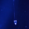 エボシクラゲ Leuckartiara octona
