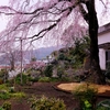 龍源院の枝垂れ桜