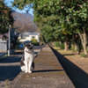 地元温泉街のねこさん