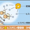 ヒスタミンを減らしてかゆみを激減させる５つの方法