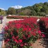 『花フェスタ記念公園』秋のローズウィーク　薔薇と麒麟