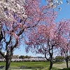 今年の桜