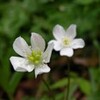 五弁の野草(ニリンソウ）