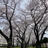 花の命は短いけれど