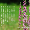 こころの道しるべ（225）愛情表現