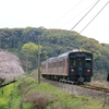 長崎本線旧線　桜とＹＣ-1系