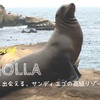 【ラ・ホヤビーチ｜レビュー】アザラシと出会えるアメリカ・サンディエゴの高級リゾート　