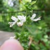 バジルの花は綺麗だった。