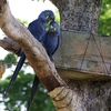 スミレコンゴウインコ(Hyacinth Macaw)の群れ