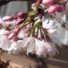桜開花・・・チョッとその前に