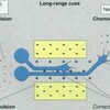 私の留学記（９）研究の始まり