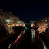 大岡川夜桜見物