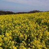 あわじ花さじき 2020春 菜の花畑に行って来たよ。