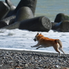 久しぶりに海へ