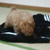 フリータイム中に眠る２号