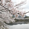 熊本で桜満開　宇土・立岡自然公園