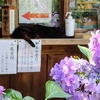 夏の梅宮大社へ｜静かな境内で出会った猫たち