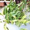 少し間が開きましたが・・・・好きな植物の紹介を