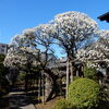 冬の風物詩、「梅の花」見物！！