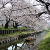 川越の桜