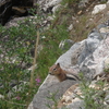 Golden-mantled Ground Squirrel at Death Canyon 