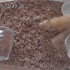 みるくあん363日目