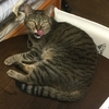 やっぱり猫が好き