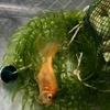 くの字に曲がった金魚、7日目！