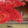 もみいずる季節