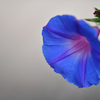Zeiss で蘇れ Nikon D3000