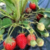 今日は・・ささやかな・・イチゴ狩り🍓