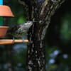 Macleay's Honeyeater  雨のシラフミツスイ