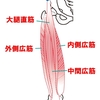   【基礎から学ぶ】膝の伸展筋（大腿四頭筋）【解剖生理学】