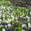 尾瀬ヶ原　水芭蕉など