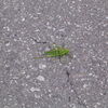 grasshopper