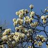ハクモクレンの花満開
