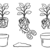 バジルの根っこがガチガチに固まっていた