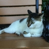 キーウエストと、ヘミングウェイ・キャットのたるんだウエストと