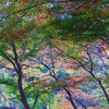 湖畔の紅葉風景（最終）