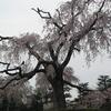 円山公園　枝垂桜より　第五章