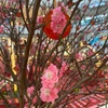 もういくつ寝ると香港のお正月～お花について
