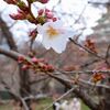 大阪で桜開花　平年より4日早く