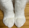 心静かに